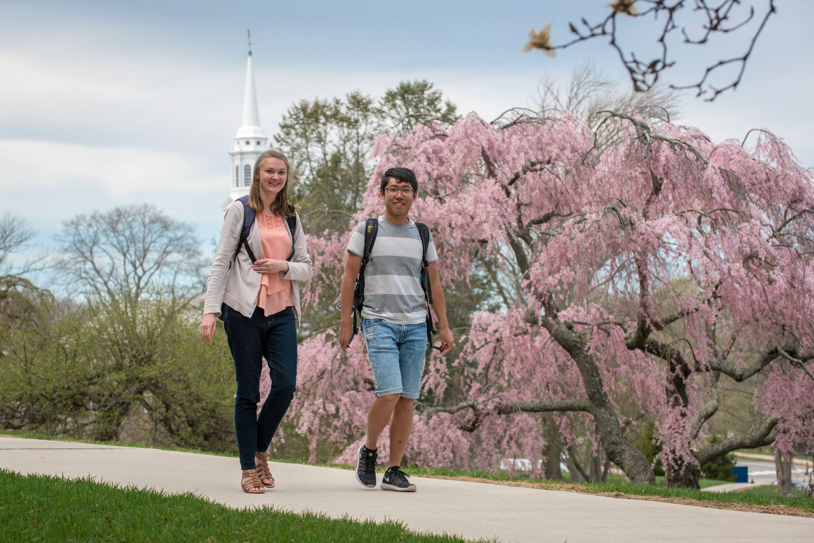 walking170417b099 Student walking in front of a flowering tree on the great lawn