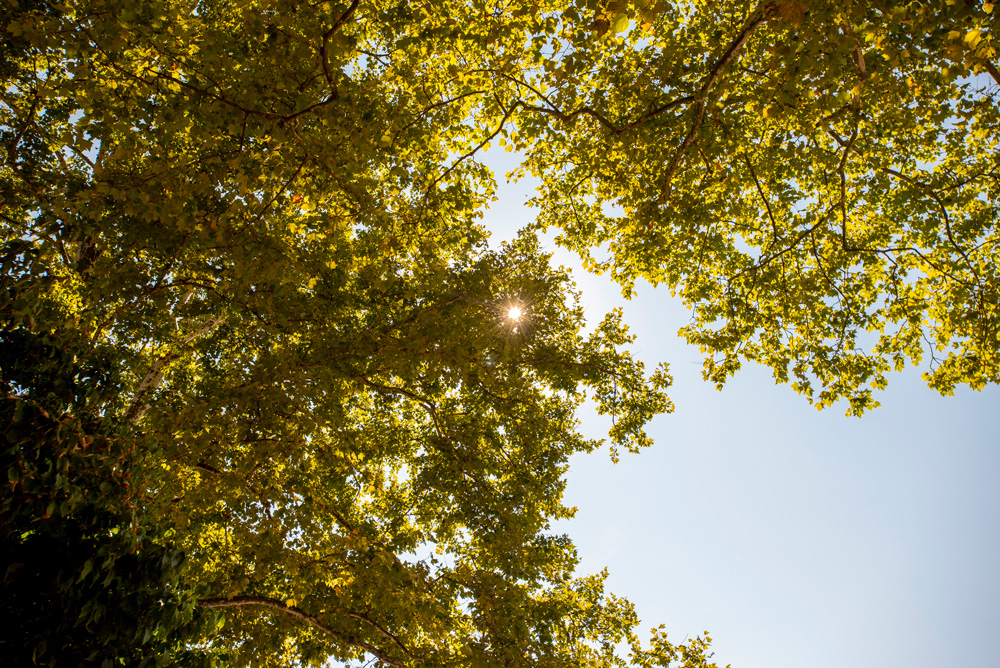 ssw-220915a773 Trees and sun
