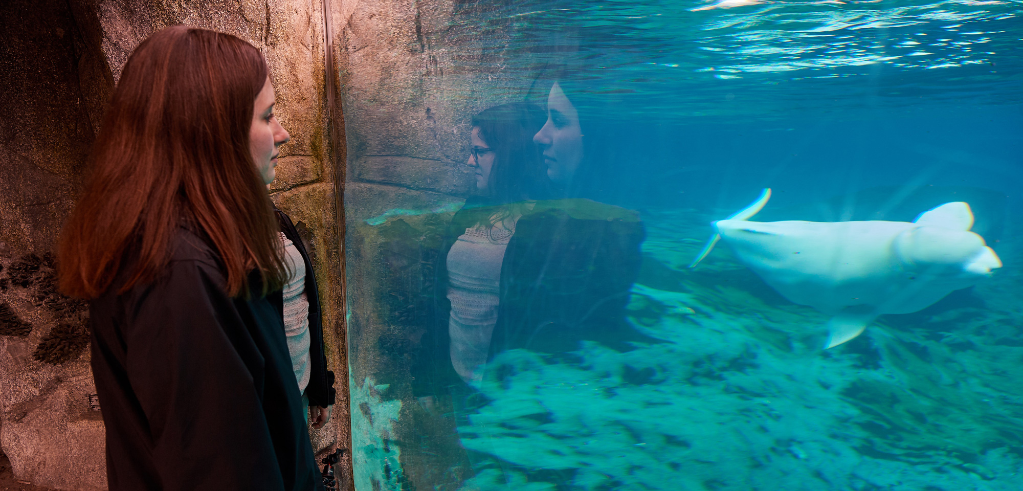 Mystic180328b052-crop a buluga whale in a tank