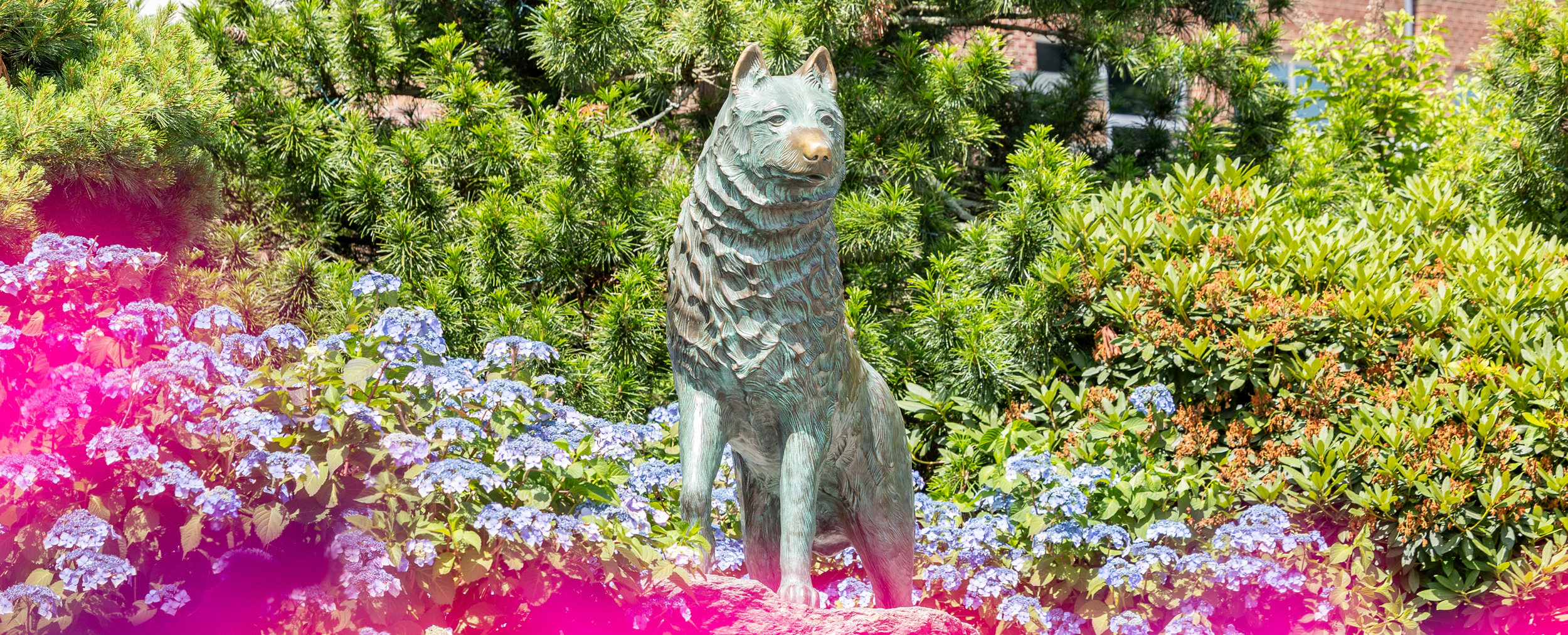 A bronze statue of a husky dog among flowers and trees.