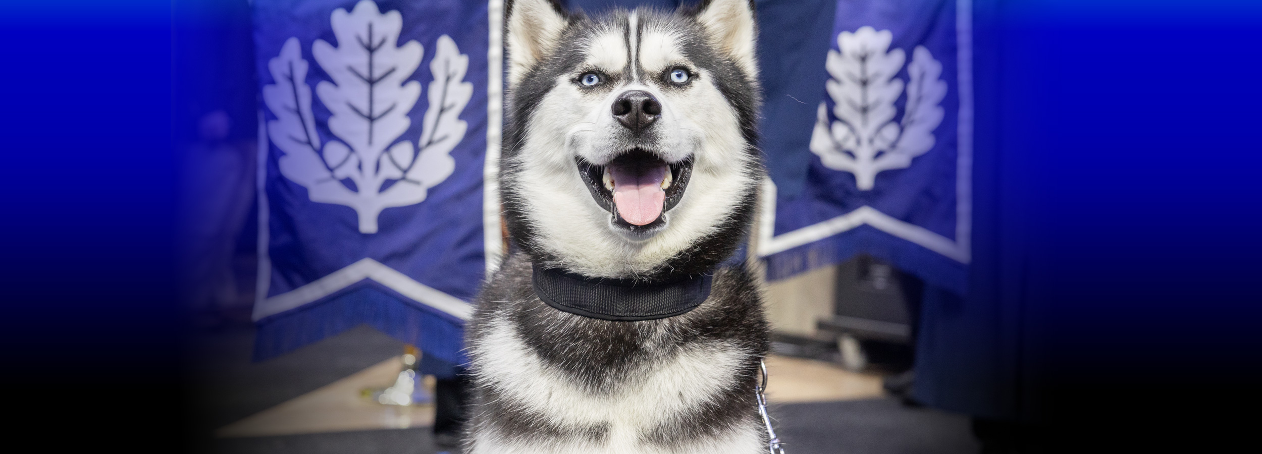 Black and white husky dog mascot of the UConn huskies in front of commencement pagentry banners