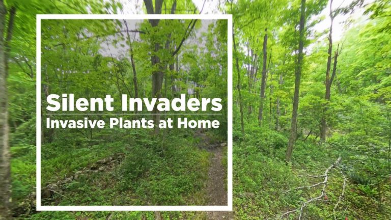 invasive plants thumbnail