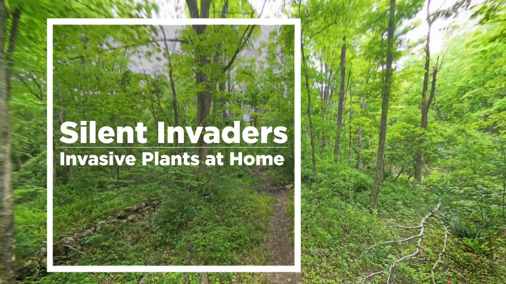 invasive plants thumbnail